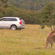 Illustration for article titled Volvos Anti-Kangaroo Technology Will Be Useful Way Beyond Australia